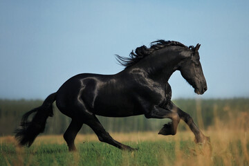 Obraz na płótnie Canvas Friesian horse stallion