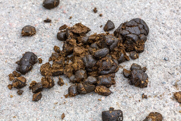Horse droppings on the road.