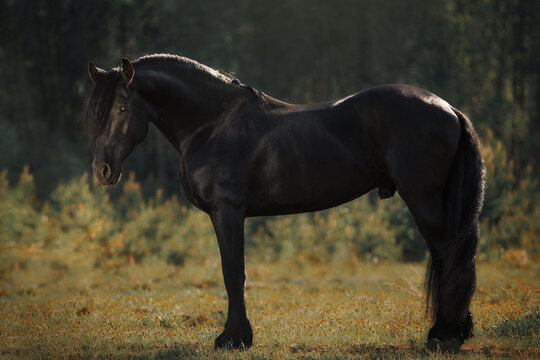 Friesian Horse Stallion