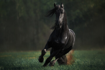 Friesian horse stallion - obrazy, fototapety, plakaty