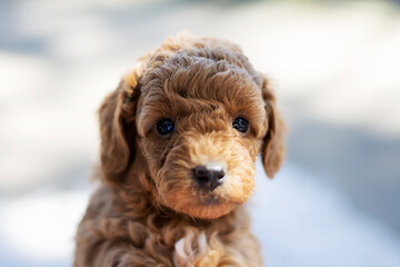 Little  puppy Purebred cute puppy   poodle.
