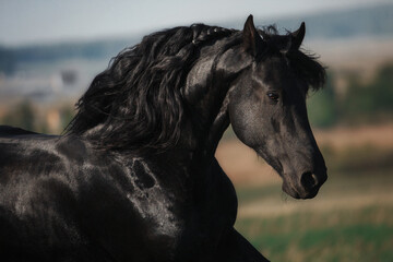 Friesian horse stallion - 436304423