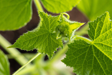 Close-up of a cucumber plant.