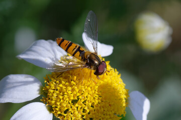 Marmalade hoverfly (Episyrphus balteatus) on a flower