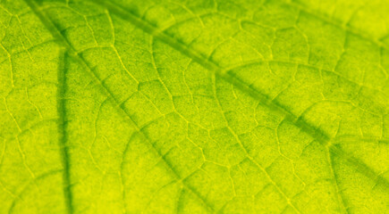 Close up of green leaf of plant as background.
