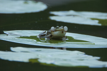 Edible frog in the water Pelophylax esculentus