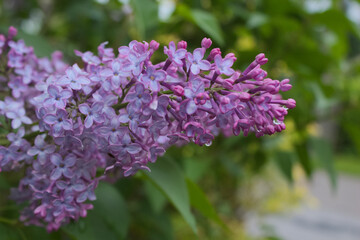 Lilac flowers Syringa