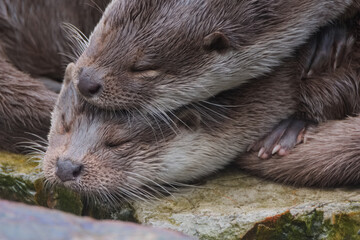 Otters Lutra lutra, Warsaw ZOO
