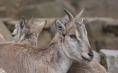 Nahur Bharal Pseudois. Warsaw ZOO © Klimczak-Krajewska