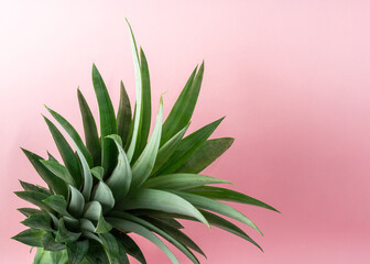 A pineapple on light pink background.