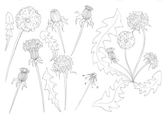 Set of different dandelion flowering degrees