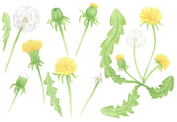Set of watercolor dandelion flowering degrees