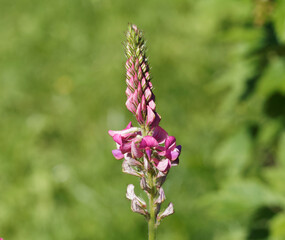 Sainfoin cultivé (Onobrychis viciifolia) à fleur dressée rose veinée de rouge pourpré sur...