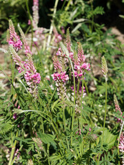 Onobrychis viciifolia | Sainfoin cultivé ou esparcette à feuilles de vesce à fleurs érigées rose veinées de pourpre au feuillage penné à folioles