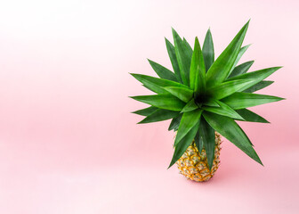 A pineapple on light pink background.