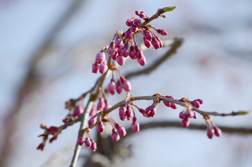 蕾