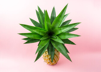 A pineapple on light pink background.