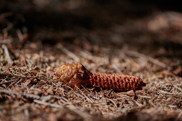  pine cone in the woods eaten by squirre
