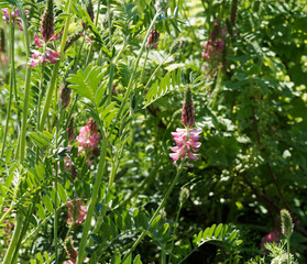 Onobrychis viciifolia | Sainfoin cultivé ou esparcette à feuilles de vesce, plante légumineuse à tige et à floraison printanière rose et pourpre violacé