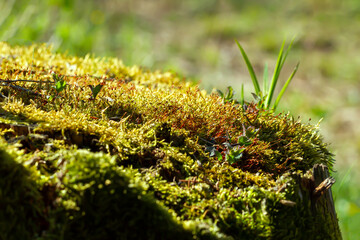 Old stump in a wood.