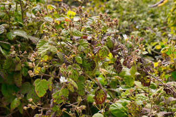 Obraz premium Hiking in the spring to Andrew Molera state beach in Big Sur