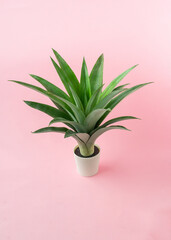 A pineapple leaves on light pink background.