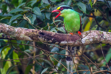 Common Green Magpi singing on the branch in nature