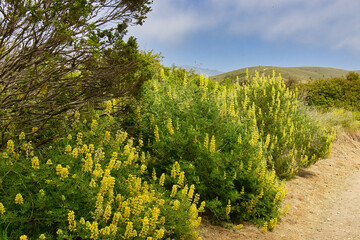 Fototapeta premium Hiking in Andrew Molera state park in the spring