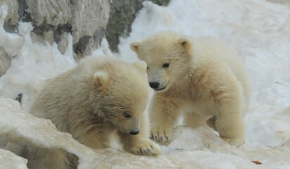 Two white bear cub playing in the snow © Olga