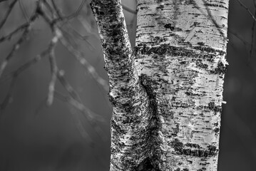 Textured bark of birch tree.
