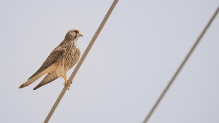 Eurasian Kestrel found in qatar during summer season. selective focus
