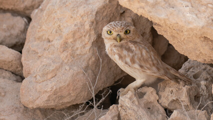 Little Owl standing over Rock Pile at the southern Desert of Qatar during summer season