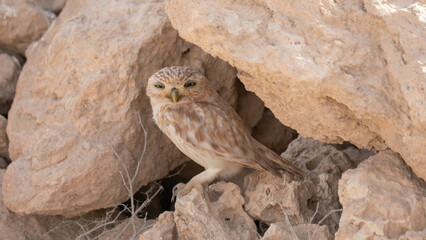Little Owl standing over Rock Pile at the southern Desert of Qatar during summer season