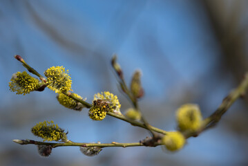 Bee on twig of willow tree.