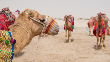 Camels decorated with traditional costume used to take tourist on a ride at Sea line beach in Qatar.