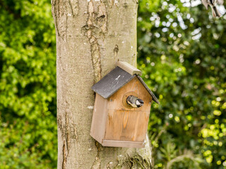 Parent blue tit entering garden nest box to provide food to their chicks and parent bird at Pickmere, Knutsford, Cheshire, Uk