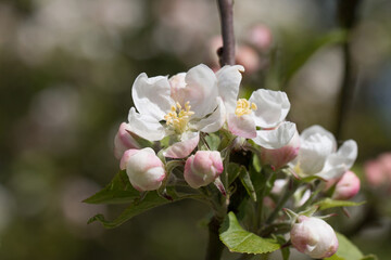 Sunlit pink and white blossom buds and flowers on a Discovery Apple tree, Malus domestica, blooming in springtime, Shropshire, England