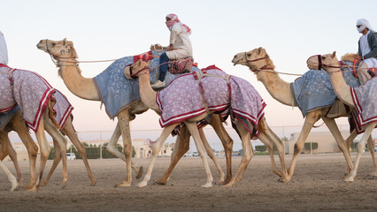 Ash-Shahaniyah, Qatar- March 21 2021 : Jockeys taking the camels for walk in the camel race tracks.