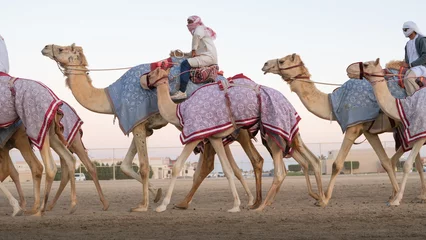 Selbstklebende Fototapeten Ash-Shahaniyah, Qatar- March 21 2021 : Jockeys taking the camels for walk in the camel race tracks. © MSM