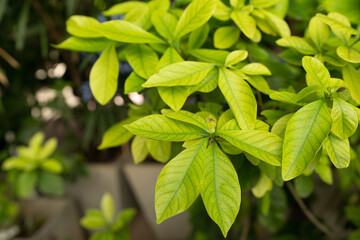 Tree leaf background, close up