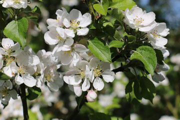 Close-up view of fresh white  Discovery Apple tree blossom, Malus domestica, blooming in springtime