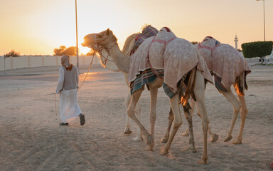 Ash-Shahaniyah, Qatar- March 21 2021 : Jockeys taking the camels for walk in the camel race tracks.