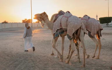 Foto op Plexiglas Ash-Shahaniyah, Qatar- March 21 2021 : Jockeys taking the camels for walk in the camel race tracks. © MSM