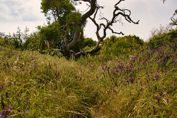Fototapeta premium Hiking in Andrew Molera state park in the spring