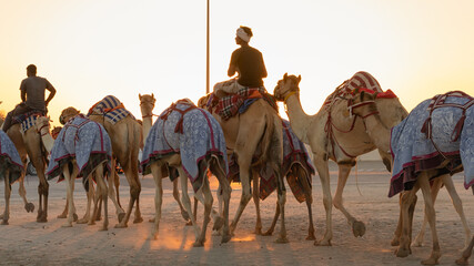 Ash-Shahaniyah, Qatar- March 21 2021 : Jockeys taking the camels for walk in the camel race tracks.