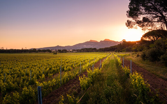 Sunrise over vineyard in Corsica