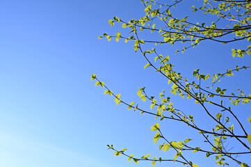 birch branch with young leaves in early spring against a blue sky. The awakening of nature. Copy space