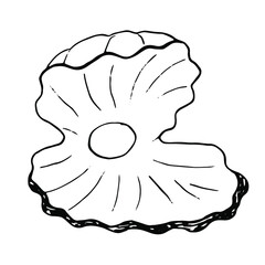 Vector graphic seashell . Drawing illustration. Illustration of seashell on white background.