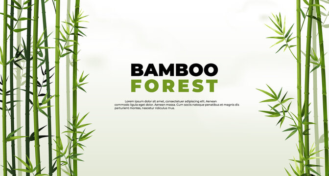 Bamboo forest banner. East Asian tropical plants background. Tree border elements and leaves. Straight trunks and foliage. Vector Japanese or Chinese poster with lettering and copy space