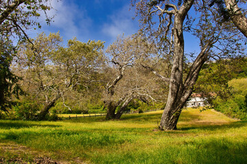 Fototapeta premium Hiking in Andrew Molera state park in the spring
